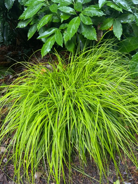 Carex elata Aurea - Laîche dorée