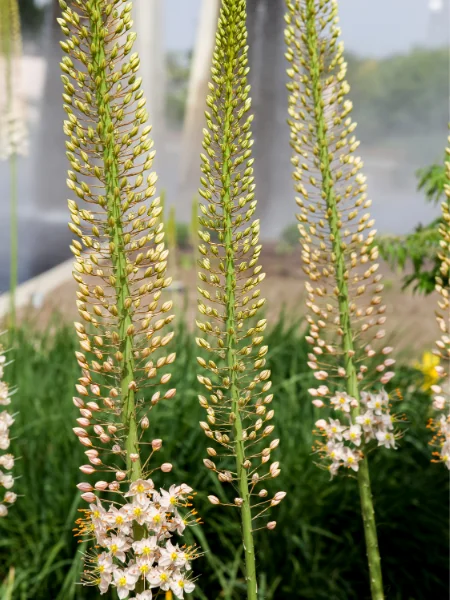 Eremurus robustus - Lis des steppes