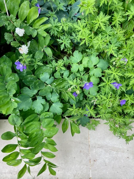 Gros plan d'une plate-bande de géraniums dans un jardin urbain