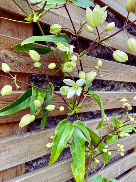 Panneau bois et clematis armandii