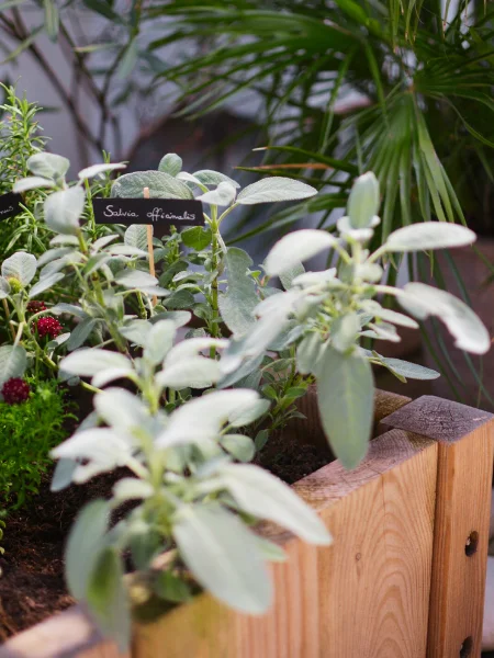 Potager bois et Sauge officinale