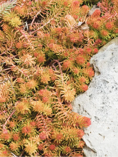 Orpin réfléchi 'Angelina' Sedum reflexum 'Angelina'