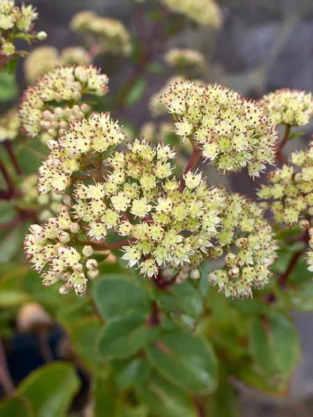 Hylotelephium maximum - Sedum maximum