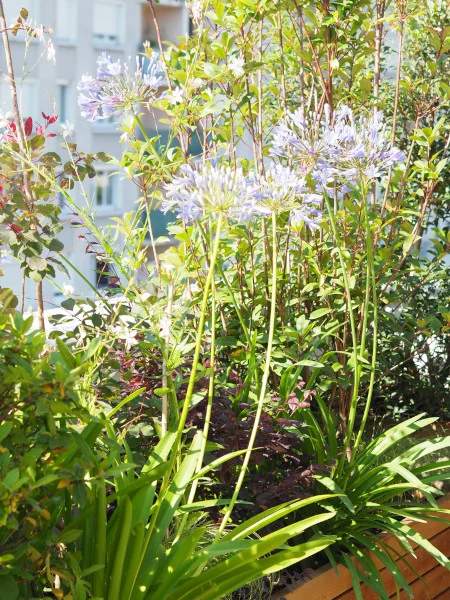 Agapanthes en fleurs sur une terrasse en longueur