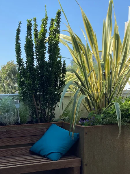Euonymus Green Rocket - spindle et Phormium tenax
