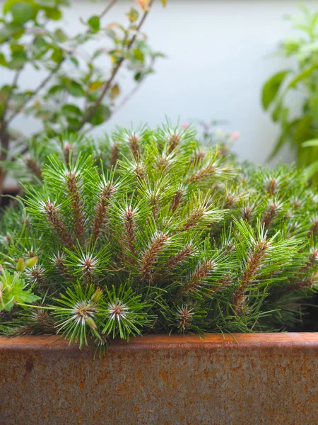 Pin des montagnes nain - Pinus mugo mughus