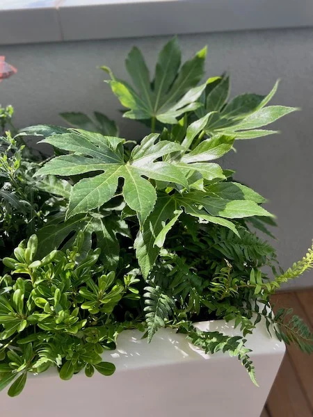 plantes en pots sur une terrasse moderne : aralia et fougère dans une jardinière