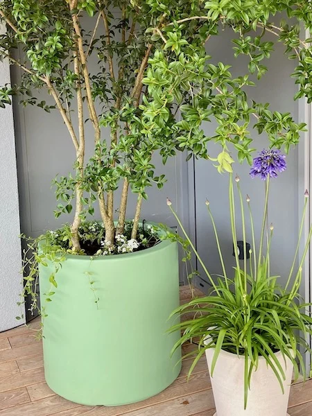 plantes en pots sur une terrasse moderne : agapanthes et ficus