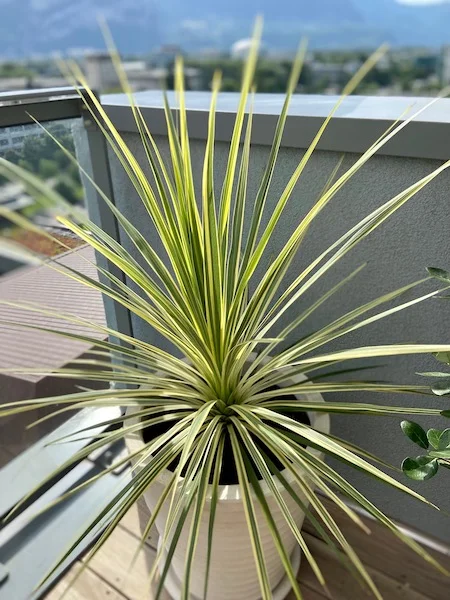 Une cordyline Lime Passion en pot dans un angle de balcon