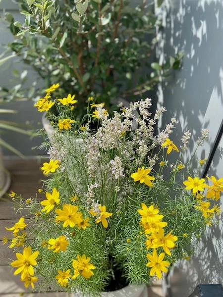 plantes en pots sur une terrasse moderne : coréopsis