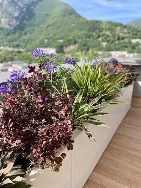 jardinière de Loropétale de Chine avec des agapanthes bleues