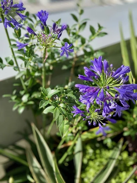 plantes en pots sur une terrasse moderne : gros plan sur une fleur d'agapanthe