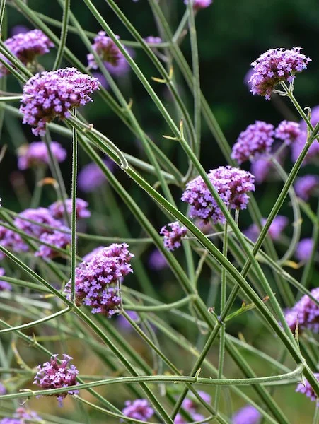 Gros plan sur des inflorescences de la verveine de Buenos Aires