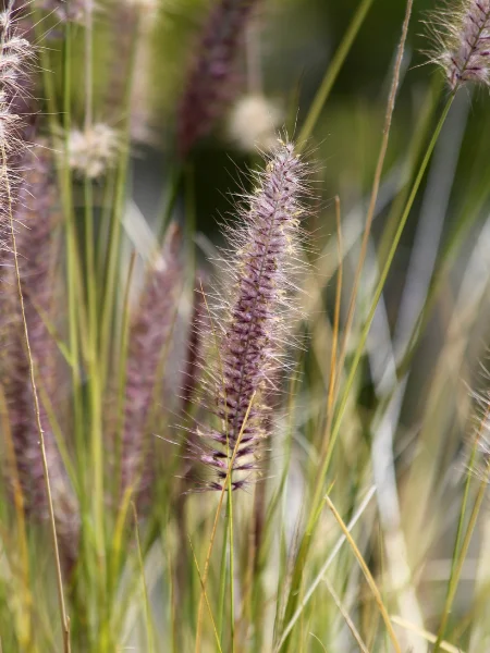 Pennisetum alopecuroides 'Caudatum'