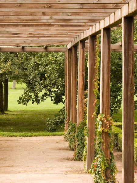 Vue en perspective d'une pergola en bois avec des plantes grimpantes sur les poteaux
