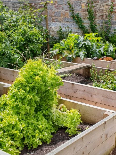 Carrés de potager surélevé en bois - salade