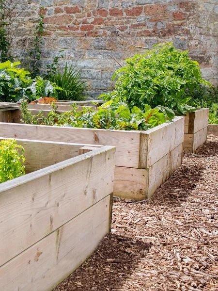 Carrés de potager surélevé en bois - Rhubarbe