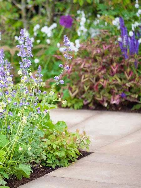 Un chemin de dalles qui forme un coude au milieu des plates-bandes du jardin