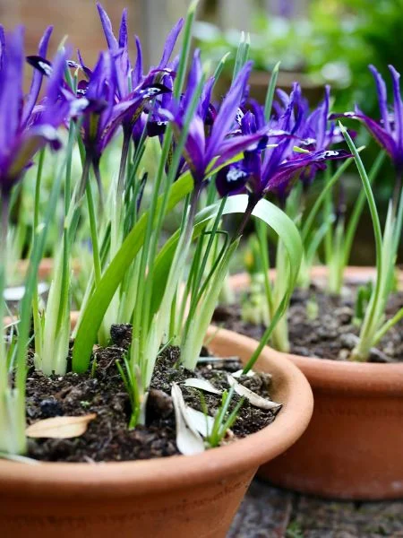 Des pots plantés avec des Iris reticulata Blue Note en pleine floraison
