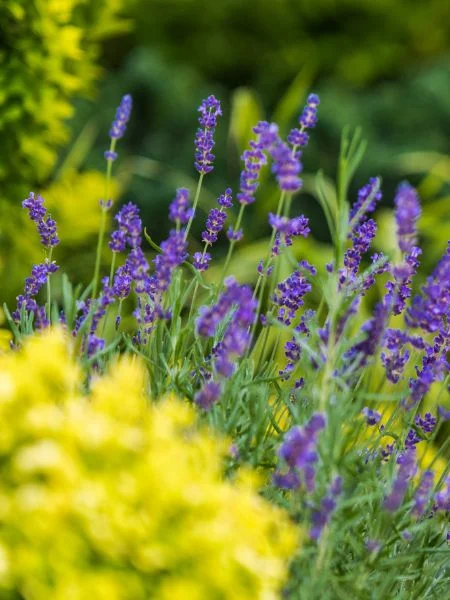 gros plan sur des fleurs de lavande