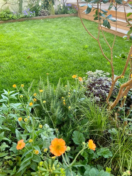 Geum Totally Tangerine - Benoîte orange + romarin + Carex
