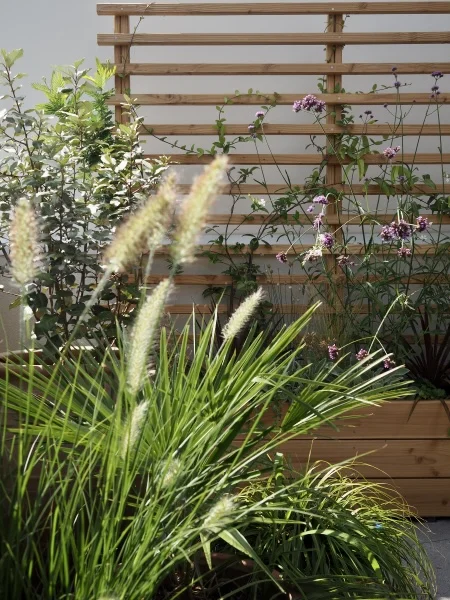 Herbe aux écouvillons (Pennisetum Hameln)