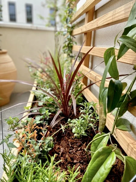 Une plantation en bac sur une terrasse avec une cordyline rouge et un jasmin étoilé