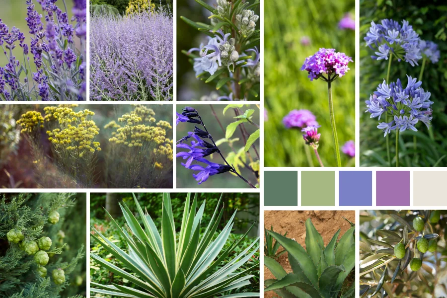 Une palette végétale locale et facile à vivre pour un jardin de campagne - Tons de bleu et de mauve