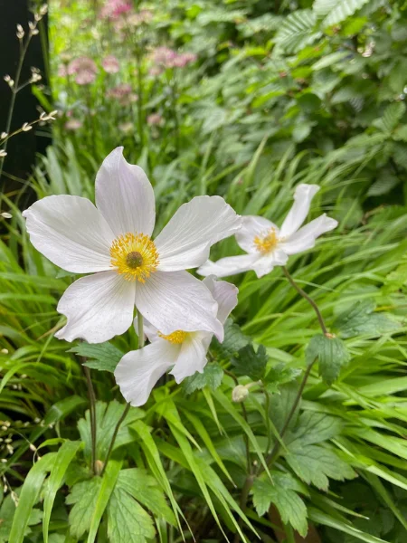 gros plan sur une fleur d'Anémone du Japon blanche