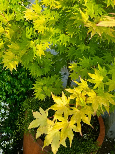 Erable doré - Acer palmatum ‘Jordan’